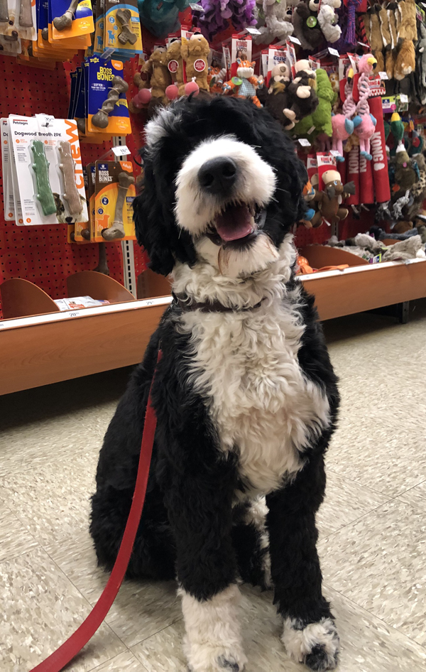 Hazel Happy Birthday at PetsMart